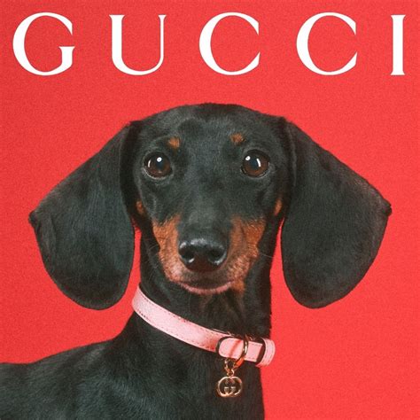 gucci pet lichtblauw|Gucci dog.